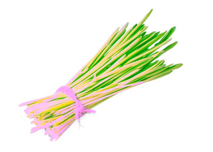 Fresh green chives bundle isolated on black.