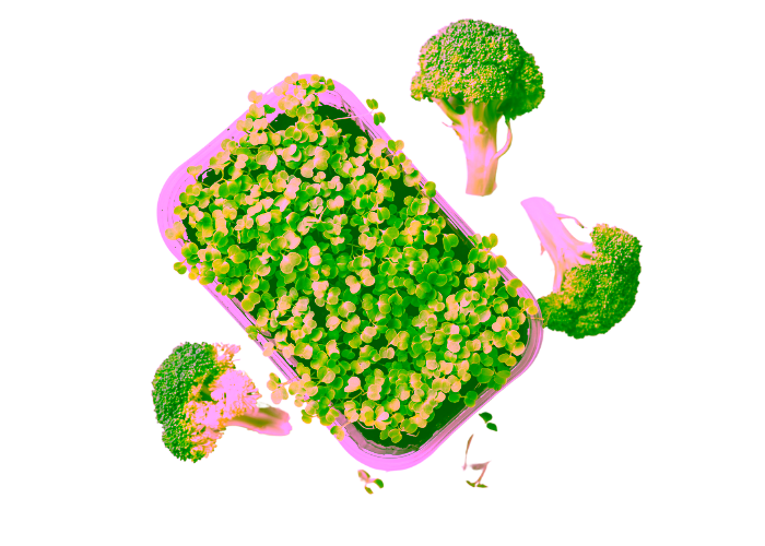 Fresh broccoli and microgreens on black background.