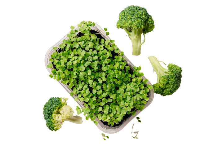 Fresh broccoli and microgreens on black background.