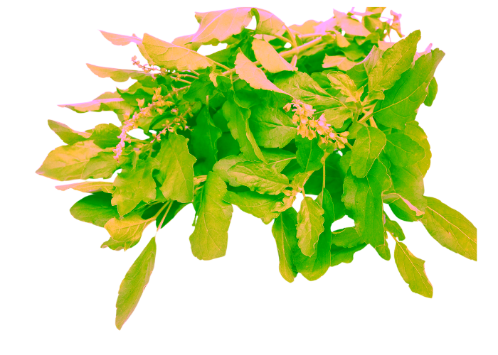 Fresh holy basil leaves isolated on white background.