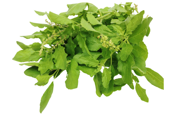 Fresh holy basil leaves isolated on white background.