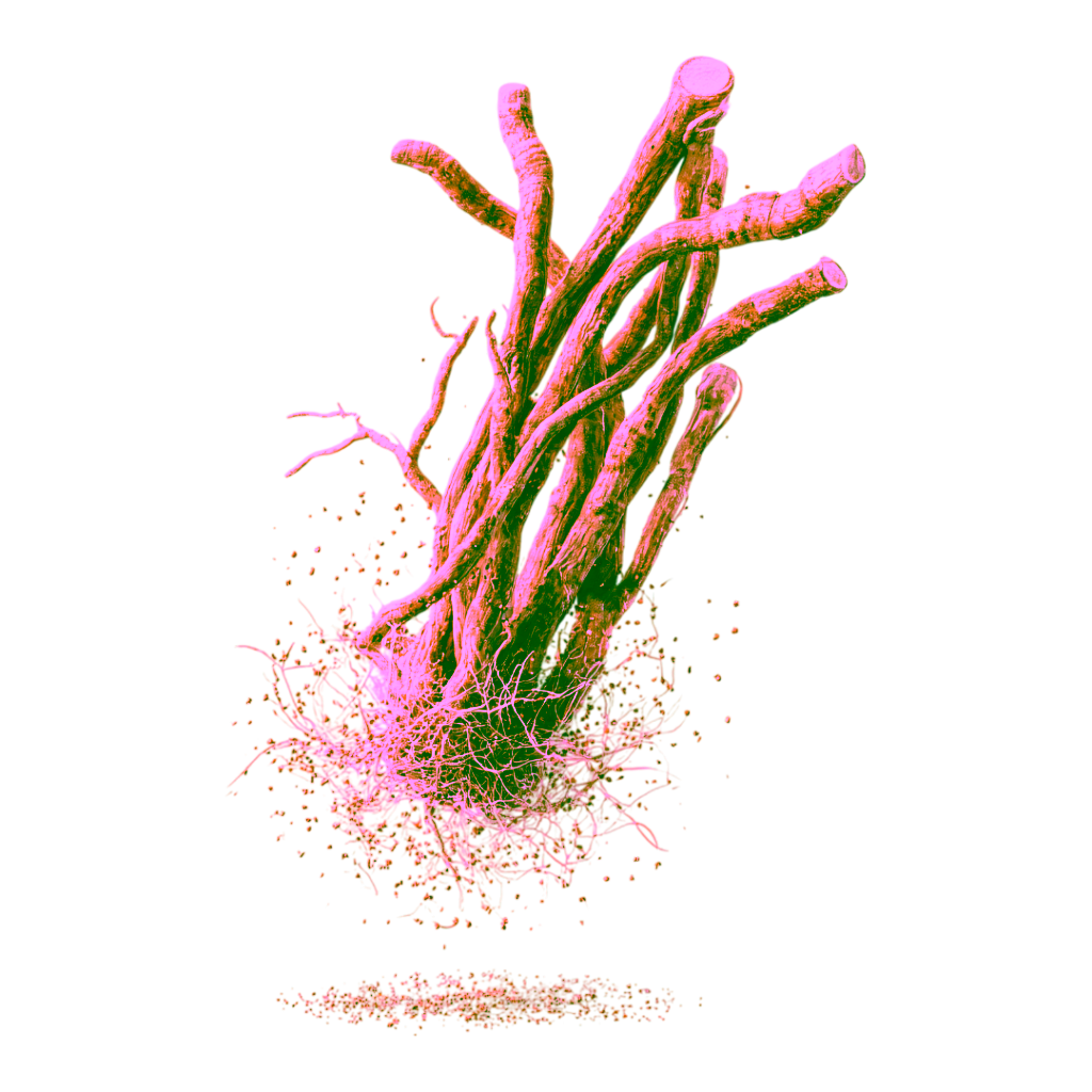 Fresh ginseng roots with soil particles