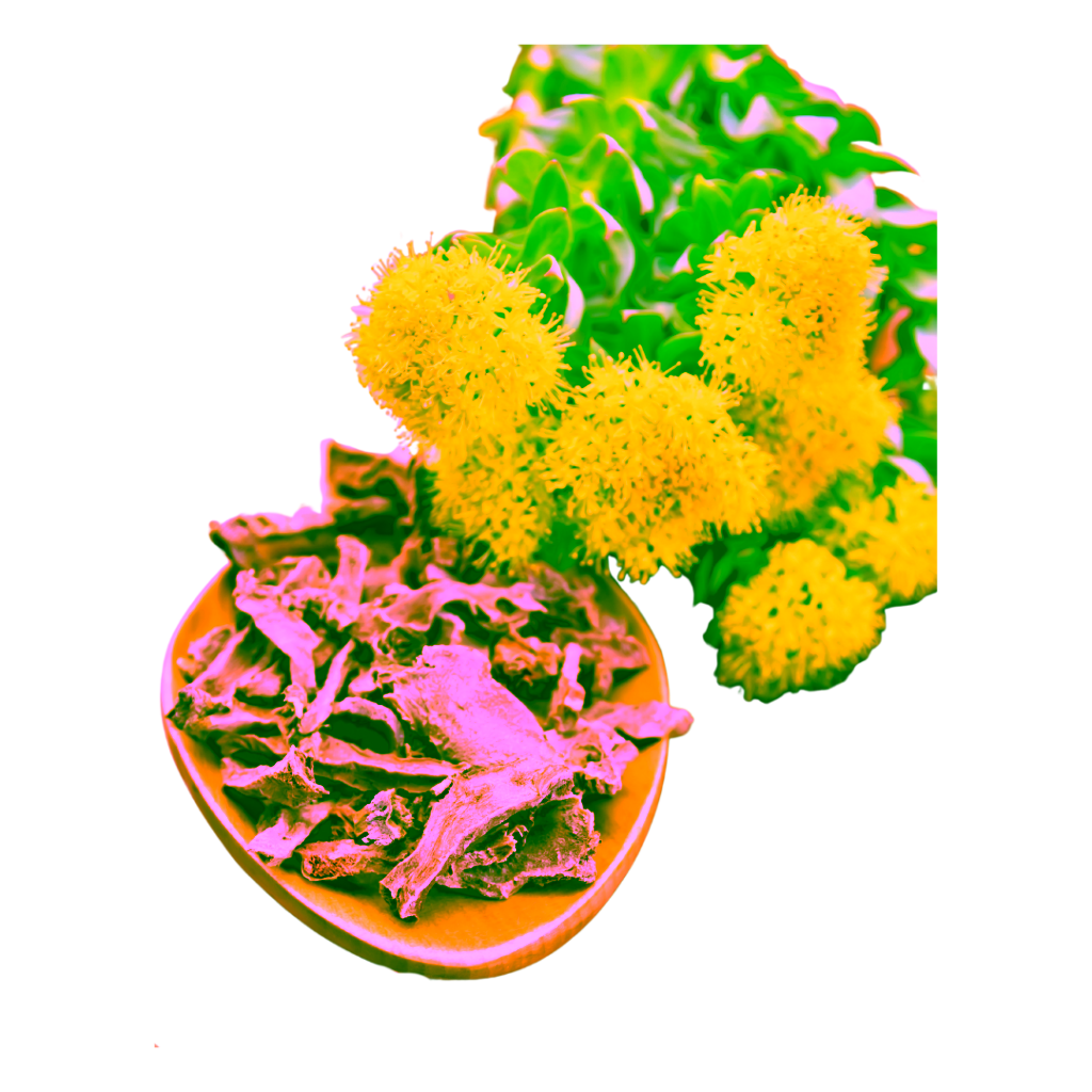 Dried rhodiola root with fresh yellow flowers